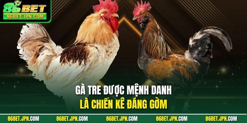Đá Gà Trực Tiếp Cựa Dao Sự Lựa Chọn Nhiều Nhất 2026 - HAVOR.SITE
