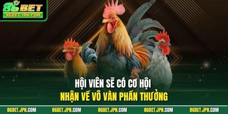 Đá Gà 86BET - Ra Mắt Hơn 100 Trận Thomo Rực Lựa Mỗi Ngày - HAVOR.SITE