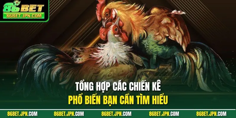 Đá Gà Trực Tiếp Cựa Dao Sự Lựa Chọn Nhiều Nhất 2026 - HAVOR.SITE
