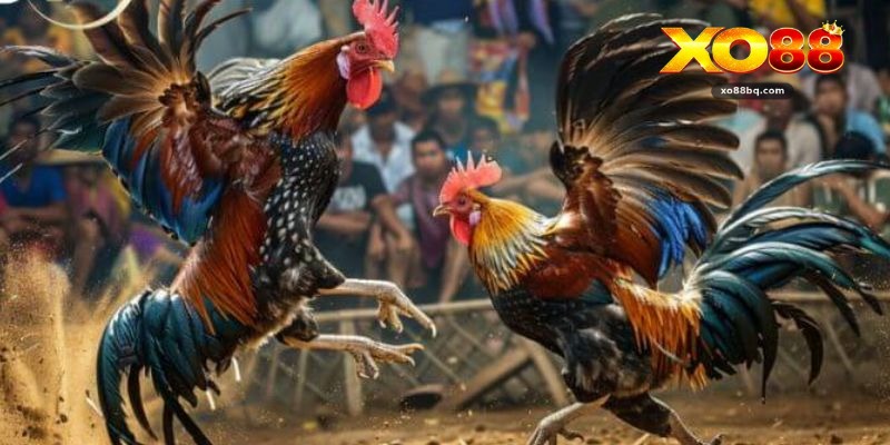 Đá Gà Campuchia – Sân Chơi Cá Cược Đỉnh Cao Tại Xo88 - HAVOR.SITE