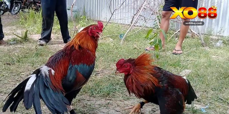 Gà Cựa Dao - Khám Phá Hình Thức Đá Gà Kịch Tính Tại Xo88 - HAVOR.SITE