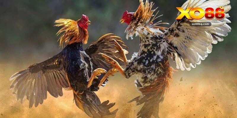 Gà Cựa Dao - Khám Phá Hình Thức Đá Gà Kịch Tính Tại Xo88 - HAVOR.SITE