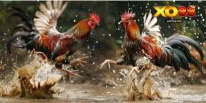 Đá Gà Xo88 – Sảnh Live Cá Cược Đỉnh Cao Đầy Kịch Tính - HAVOR.SITE