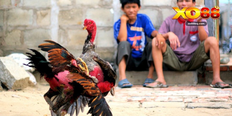 Đá Gà Xo88 – Sảnh Live Cá Cược Đỉnh Cao Đầy Kịch Tính - HAVOR.SITE